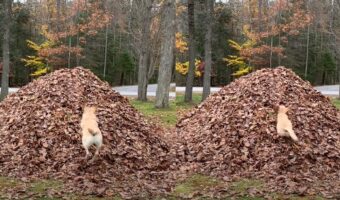 枯れ葉にダイブするのが大好きすぎて「枯れ葉の女王」の異名を持つ犬ステラが最高