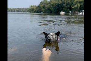泳ぐ愛犬のかわいいイタズラ。ウォーターマットに腰掛けてくつろいでいたら愛犬が近づいてきて・・【アメリカ・動画】
