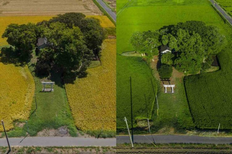 ブロッコリーとの類似度90パーセントの田んぼが話題に！「これはまさにブロッコリー」