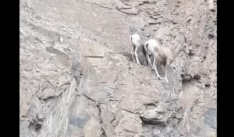 オオカミに追われるヤギたち。逃げ込んだ先は!?そこはヤギしか行けない安全地帯！【海外・動画】