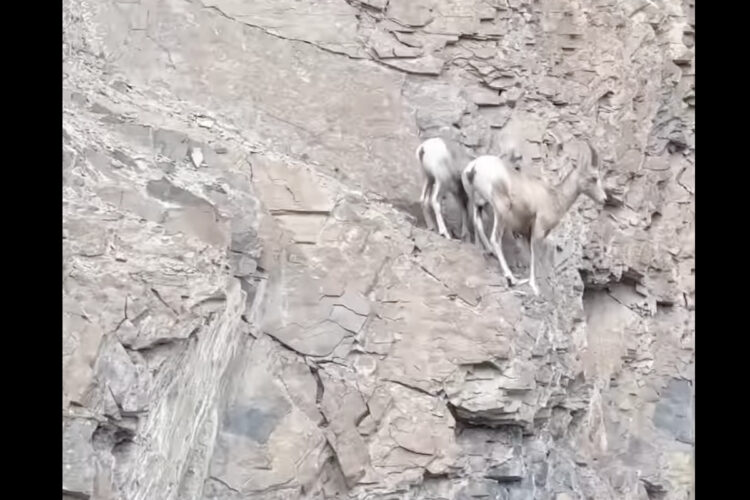 オオカミに追われるヤギたち。逃げ込んだ先は!?そこはヤギしか行けない安全地帯！【海外・動画】