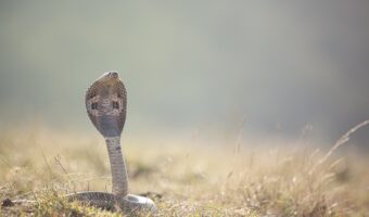 「藪をつついて蛇を出す」とはどんな意味?「藪蛇」とも略されるこのことわざの類義語は??