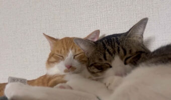 スヤスヤと気持ちよさそうな寝顔をした2匹の猫。お互いの腕枕で眠る姿が尊い!!
