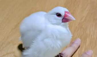 モワンコし過ぎなだけ?!文鳥の体調が不安になり病院に行ったら・・お医者さんの言葉にビックリ!だけど健康でよかった!!