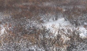 「この動画内にシロクマいるんだけど、見えなかった人即死」と投稿された動画!あなたはシロクマがいるの分かりますか?