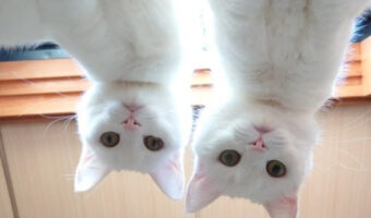 こんな圧力なら毎日かけられたい!寝起きの猫圧が眼福すぎる!
