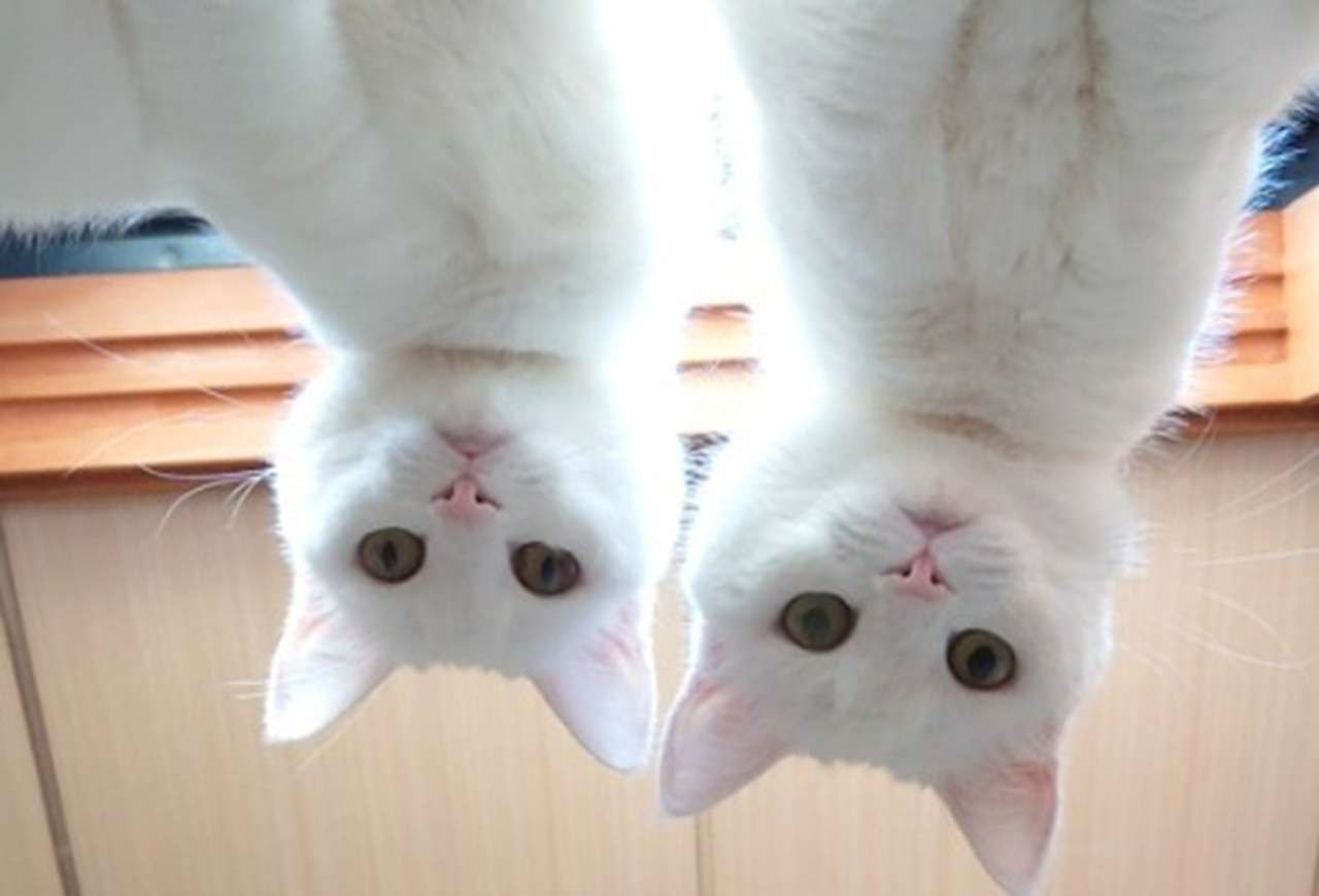 こんな圧力なら毎日かけられたい!寝起きの猫圧が眼福すぎる!