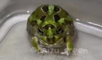 おしりフリフリ!チャコガエルのコミカルダンスがかわいすぎる!!