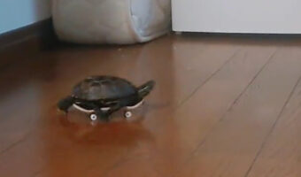 【過去の人気記事】クサガメにスケボーを渡したら・・。初日から乗りこなし、家の中を高速移動!!