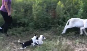牧羊犬の素質◎?ボーダーコリーの子犬たちはヒツジを追ってあっちへこっちへ大忙し!【アメリカ・動画】