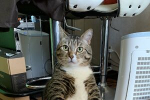 「電源入れた？あったかくなった？もうゴロンてしていい？」ホットカーペットの前で待機する猫の姿が大きな話題に