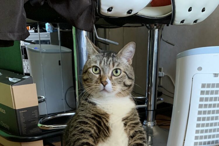 「電源入れた？あったかくなった？もうゴロンてしていい？」ホットカーペットの前で待機する猫の姿が大きな話題に