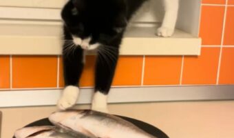 バレバレすぎる！料理中に、猫が魚を狙って堂々と犯行に及びました！！【海外・動画】