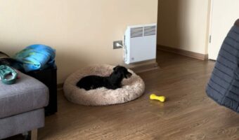 目が覚めたらひとりぼっち!?飼い主さんが自分を残して出かけたことに気付いたダックスフンドは「ある行動」に出ました!