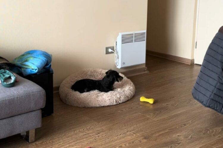 目が覚めたらひとりぼっち！？飼い主さんが自分を残して出かけたことに気付いたダックスフンドは「ある行動」に出ました！