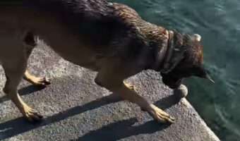 犬がチキンゲームで遊んでる！？転がしたボールが水中に落下するギリギリの瞬間・・【海外・動画】