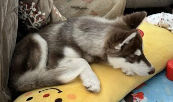 同じクッションに抱きついて眠るシベリアンハスキーの子犬と赤ちゃん。その寝姿がかわいすぎると話題に
