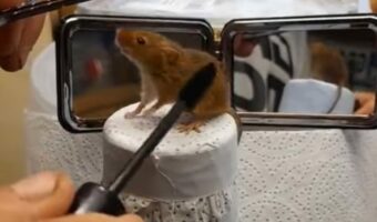 ヘアカットするのも大変！？美容室にやって来たお客さんは・・・まさかのネズミ！？