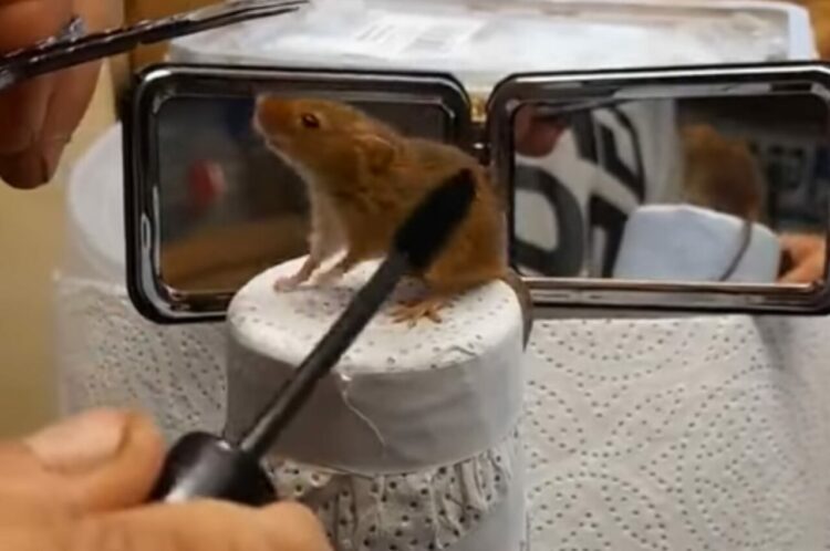 ヘアカットするのも大変！？美容室にやって来たお客さんは・・・まさかのネズミ！？