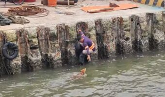 大変！犬が陸に上がれずずっと泳いでいる！！犬を救助した男性の行動に感動【海外・動画】