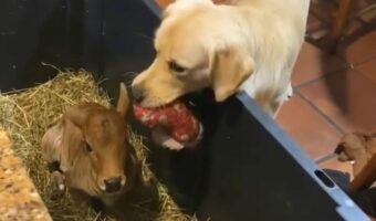 「これあげる〜」仔牛に遊んでもらおうと、オモチャを譲るゴールデンレトリバーの優しさにほっこり【アメリカ・動画】