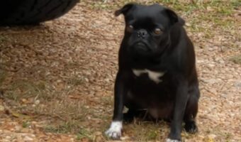 ハロウィンは大嫌い？不気味な人形のデコレーションにパグは震えが止まりません・・【アメリカ・動画】