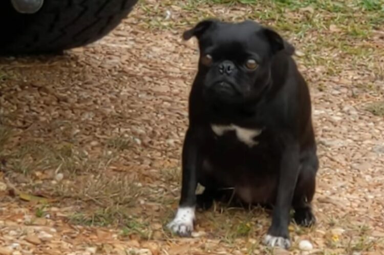 ハロウィンは大嫌い？不気味な人形のデコレーションにパグは震えが止まりません・・【アメリカ・動画】