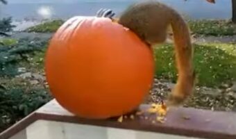 最高のご馳走見つけた!!ハロウィン用のカボチャを夢中で食べているのは・・【アメリカ・動画】