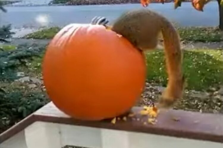 最高のご馳走見つけた！！ハロウィン用のカボチャを夢中で食べているのは・・【アメリカ・動画】