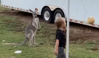 カンガルーもボール遊びがしたい?楽しそうにボールで遊ぶ子供の姿を見ていたカンガルーが次に取った行動は!?【アメリカ・動画】
