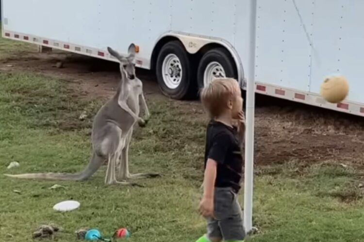 カンガルーもボール遊びがしたい？楽しそうにボールで遊ぶ子供の姿を見ていたカンガルーが次に取った行動は！？【アメリカ・動画】