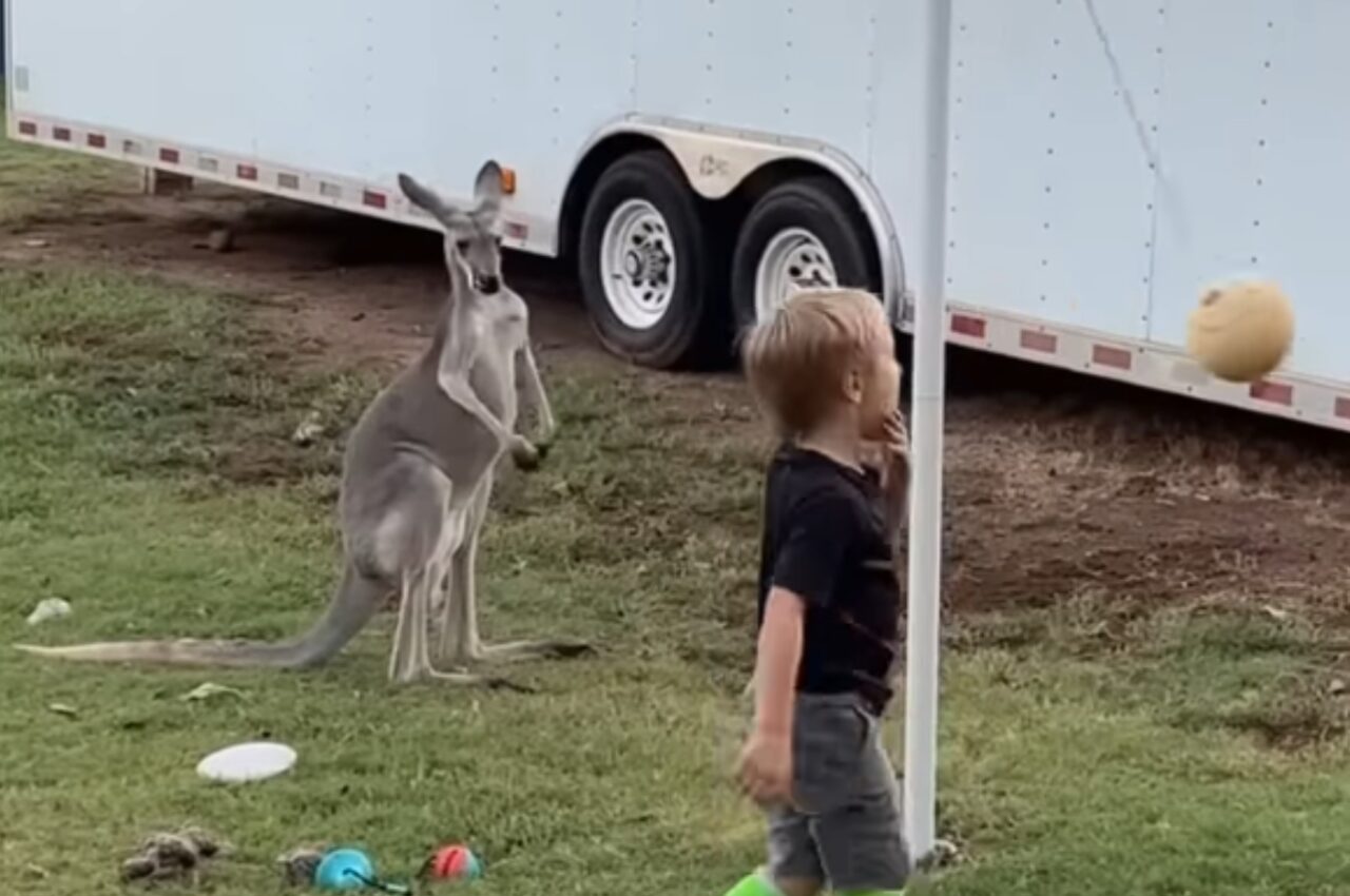 カンガルーもボール遊びがしたい?楽しそうにボールで遊ぶ子供の姿を見ていたカンガルーが次に取った行動は!?【アメリカ・動画】