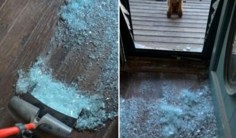 猛反省中？割れたガラスを片付けするすぐ近くに申し訳なさそうに俯くプードルの姿が！【アメリカ・動画】