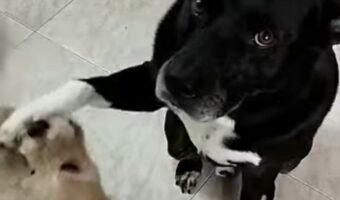同居犬を軽くあしらってる?「遊ぼうよ」と激しくちょっかいを出されますが・・【海外・動画】
