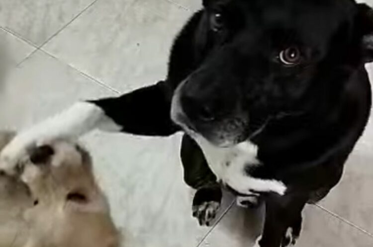 同居犬を軽くあしらってる？「遊ぼうよ」と激しくちょっかいを出されますが・・【海外・動画】