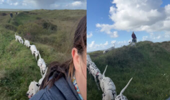 ダルメシアンたちは登山中！列を作ってお行儀よく飼い主さんについていく！！【海外・動画】