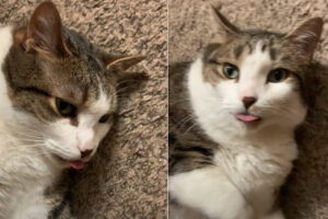 床に寝転がってくつろぐ子猫。よく見たら、ちっちゃな舌がぺろっと出っぱなしでかわいい！！