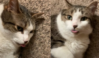 床に寝転がってくつろぐ子猫。よく見たら、ちっちゃな舌がぺろっと出っぱなしでかわいい!!