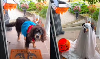 愛犬のハロウィンコレクション！どのコスチュームも似合っていてかわいい！！【海外・動画】