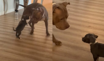 子犬にタジタジ?新しい家族としてやって来た子犬に愛犬はどう接したらいいか分からないみたい【アメリカ・動画】