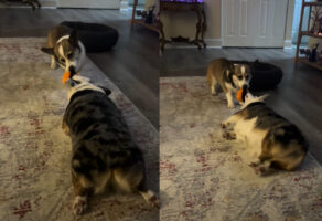 オモチャの取り合い？お姉ちゃんをズルズル引きずるコーギー犬【アメリカ・動画】