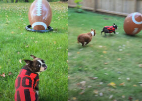 大きなバルーンボールで遊ぶボストンテリア。全力で駆け回って楽しそう！【アメリカ・動画】