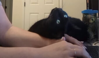 かまって欲しい黒猫。テレワーク中の飼い主さんの手に仰向けになってくつろいでる!【アメリカ・動画】
