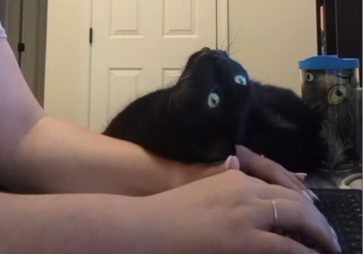かまって欲しい黒猫。テレワーク中の飼い主さんの手に仰向けになってくつろいでる！【アメリカ・動画】