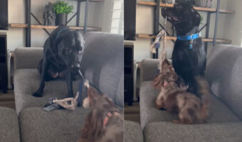 オモチャの取り合いをする2匹の犬。しかし2匹の間には体格差がありすぎて勝負にならない!?【アメリカ・動画】