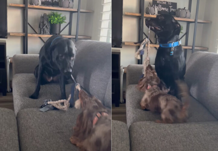 オモチャの取り合いをする2匹の犬。しかし2匹の間には体格差がありすぎて勝負にならない！？【アメリカ・動画】