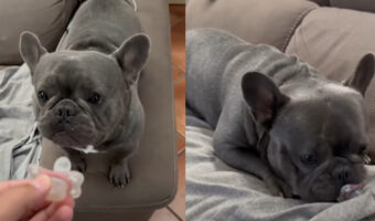 子犬のお気に入りのオモチャは「おしゃぶり」!?差し出されるとぱくっとくわえる姿がかわいすぎる!!【海外・動画】