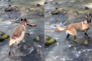 そこで気を緩めちゃダメ！お気に入りの木の枝をくわえあげゴキゲンで振り向いたマリノア。だけどそこは川の中だよ！！
