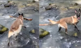 そこで気を緩めちゃダメ!お気に入りの木の枝をくわえあげゴキゲンで振り向いたマリノア。だけどそこは川の中だよ!!