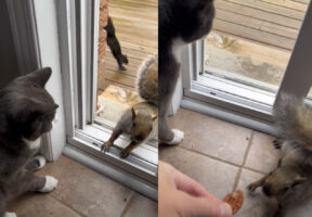 このリス豪胆過ぎる！？ナッツをもらうためなら・・目の前に猫がいても家の中に入ってきます！！【海外・動画】